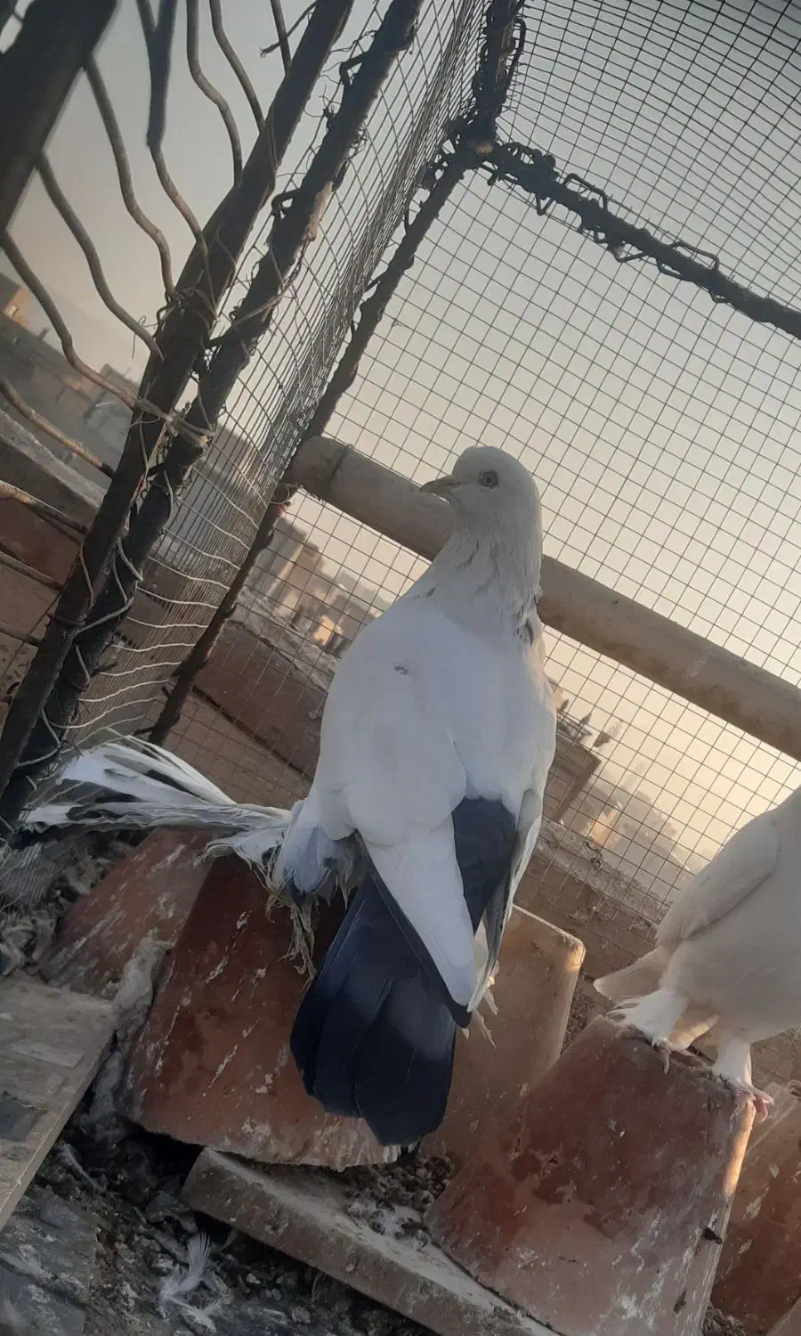 گوی گویروخ ارکح|پرنده|تبریز, |دیوار