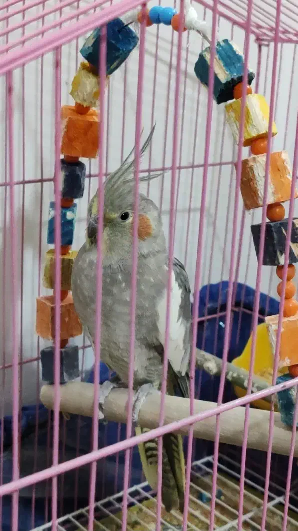 عروس هلندی ماده|پرنده|دالاهو, |دیوار