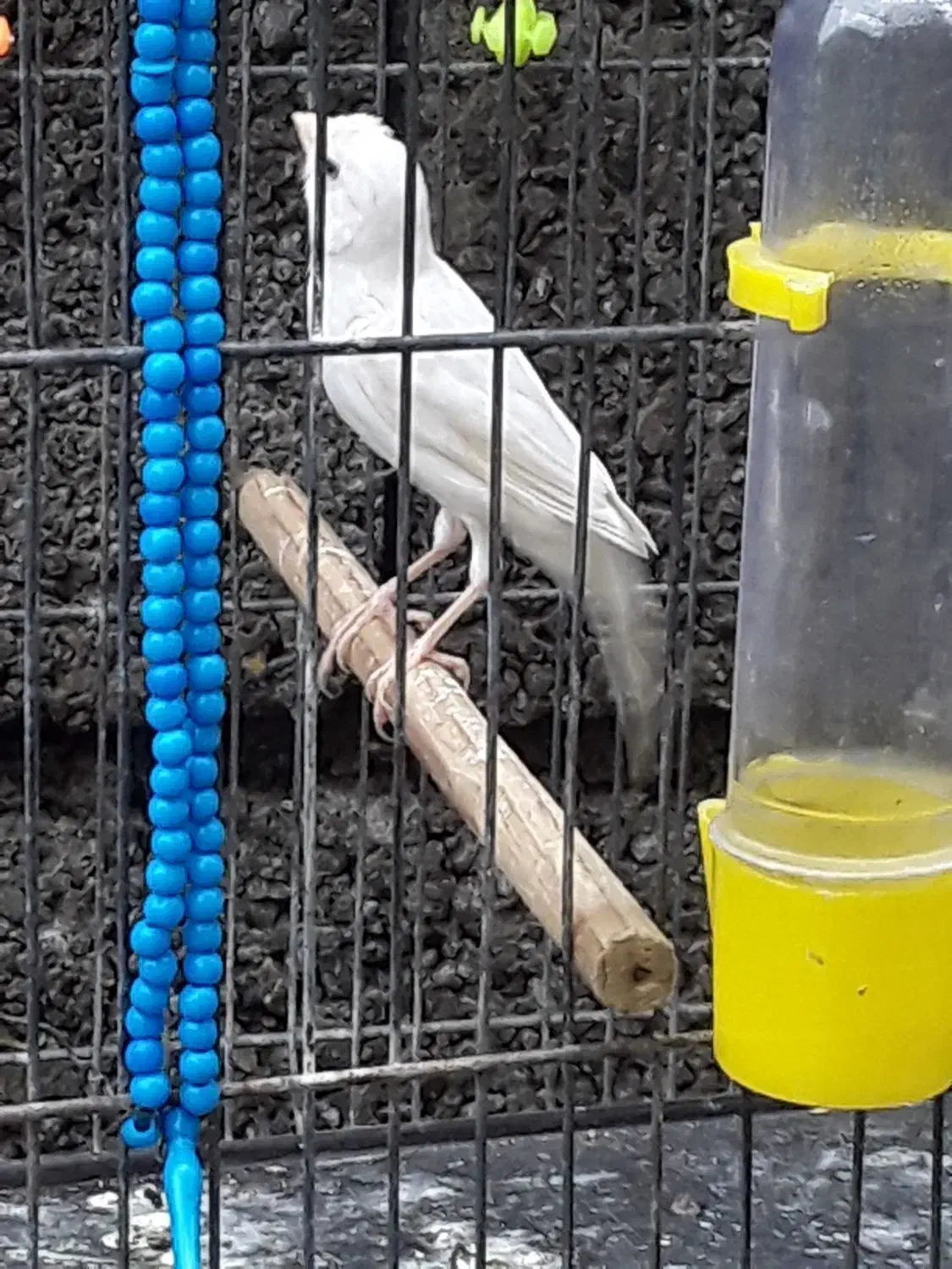 قناری نر سفید بلند....|پرنده|آمل, |دیوار