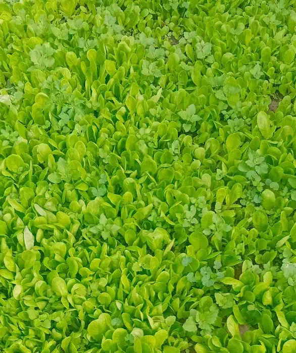 نشا کاهو آق قلا|گل و گیاه طبیعی|آق قلا, |دیوار