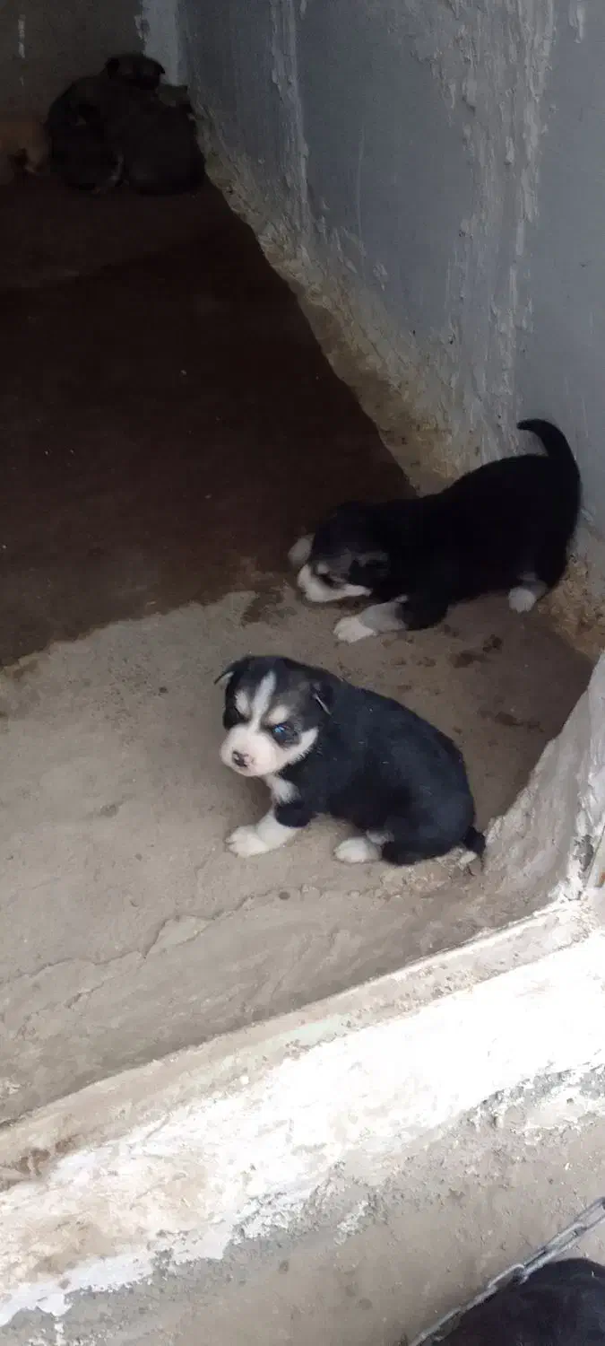 سگ هاسکی|سگ|کیلان, |دیوار