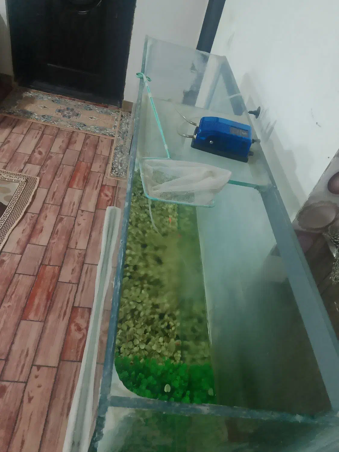 آکواریوم ماهی با وسایل کامل|ماهی|میاندوآب, |دیوار