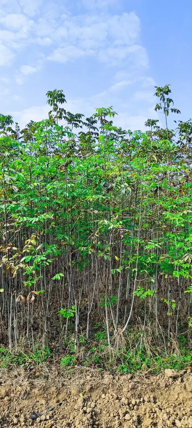 نهال گردو و برنج فجر سوزنی|خدمات باغبانی و درختکاری|دلند, |دیوار