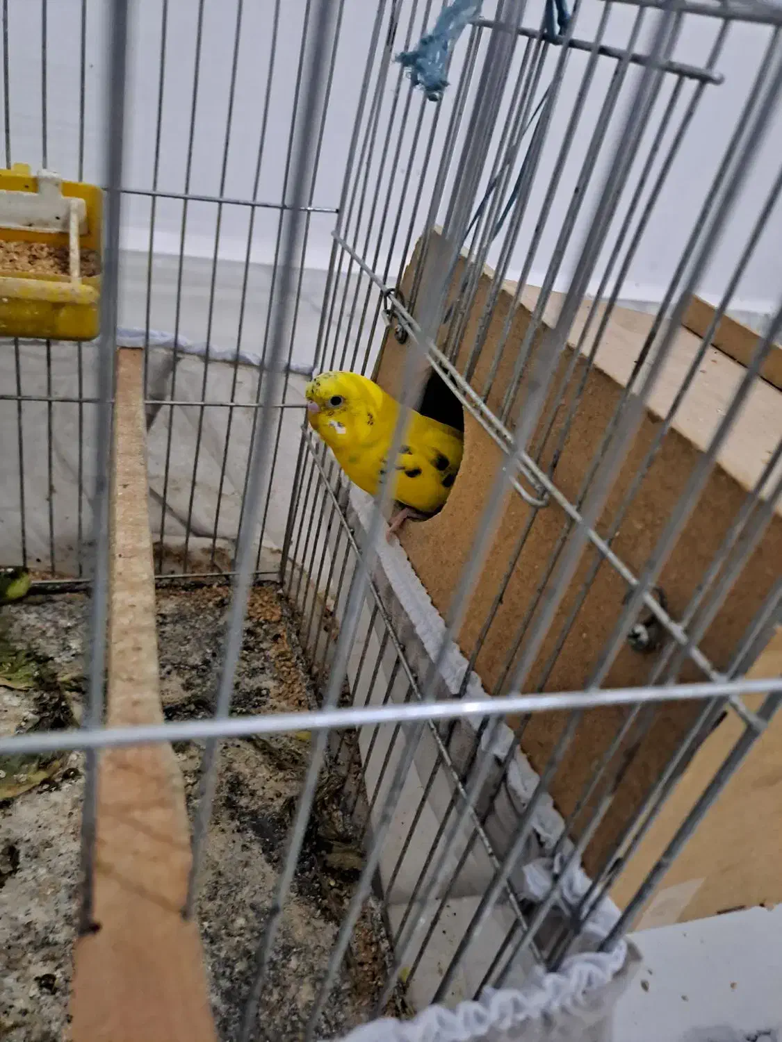 مرغ عشق|پرنده|مسجد سلیمان, |دیوار