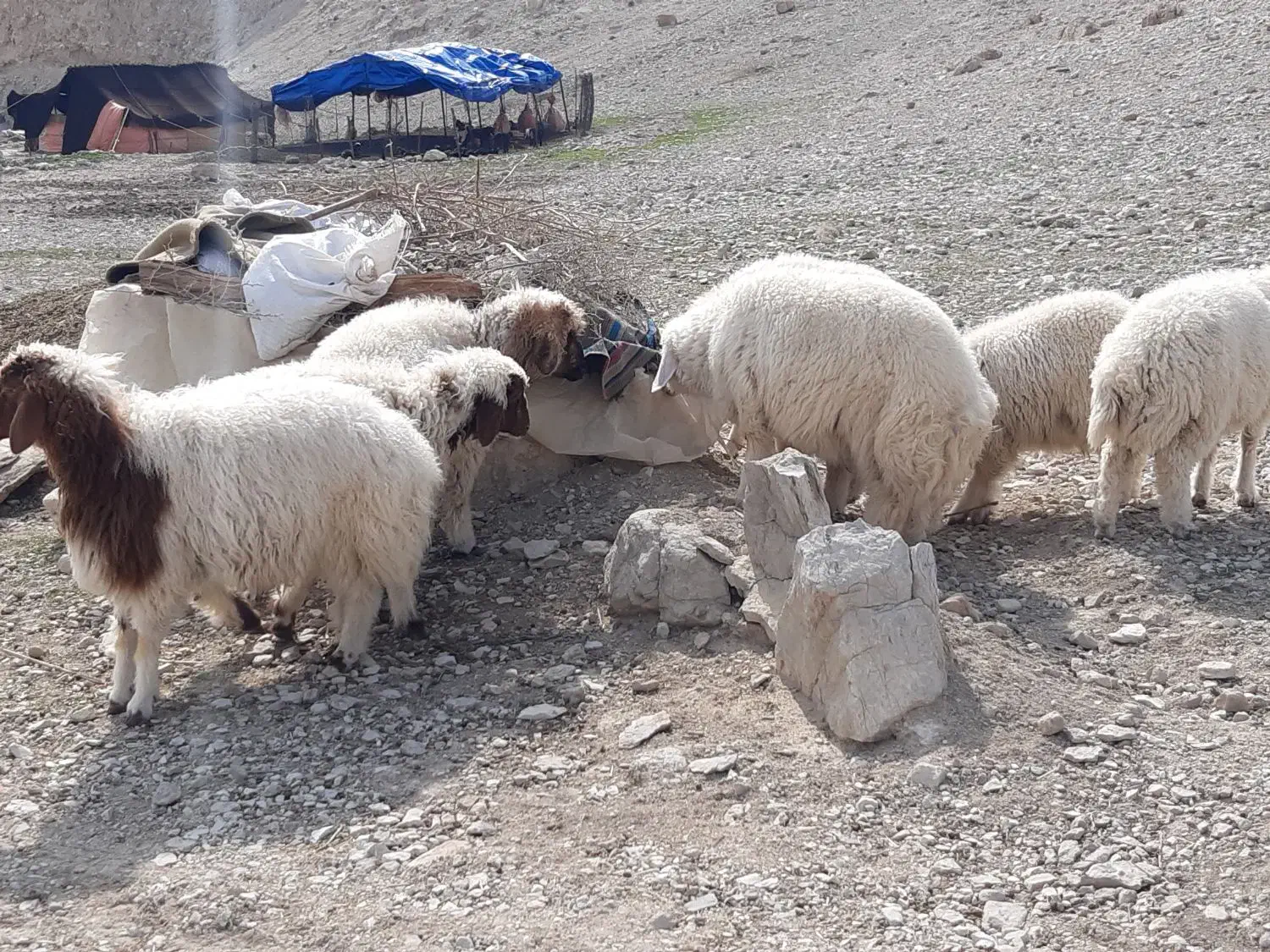 هشت راس بره نر|حیوانات مزرعه|دهلران, |دیوار