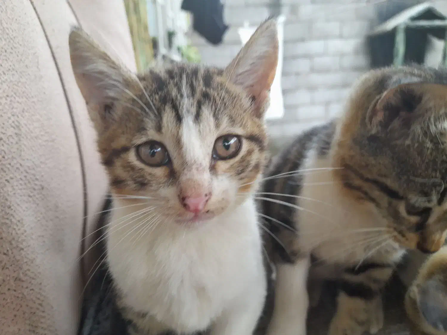 بچه گربه ملوس|گربه|بندر انزلی, لیچارگی حسن رود|دیوار