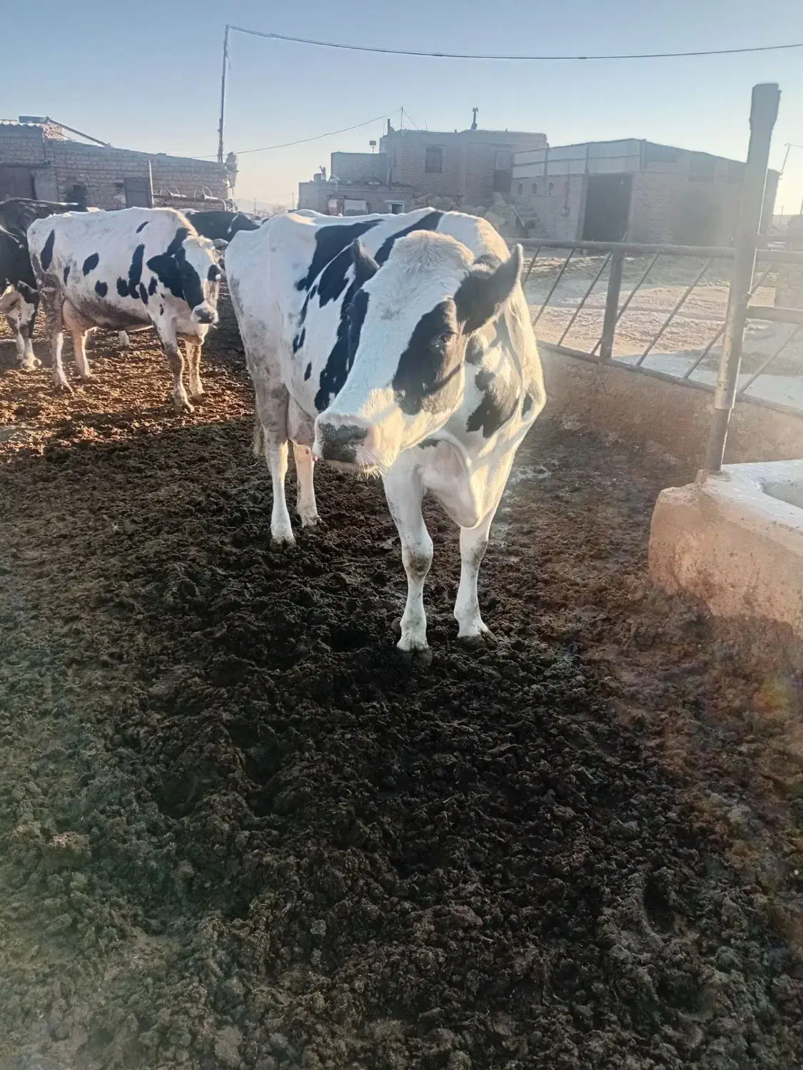گاو و گوساله|حیوانات مزرعه|تربت جام, معدآباد|دیوار