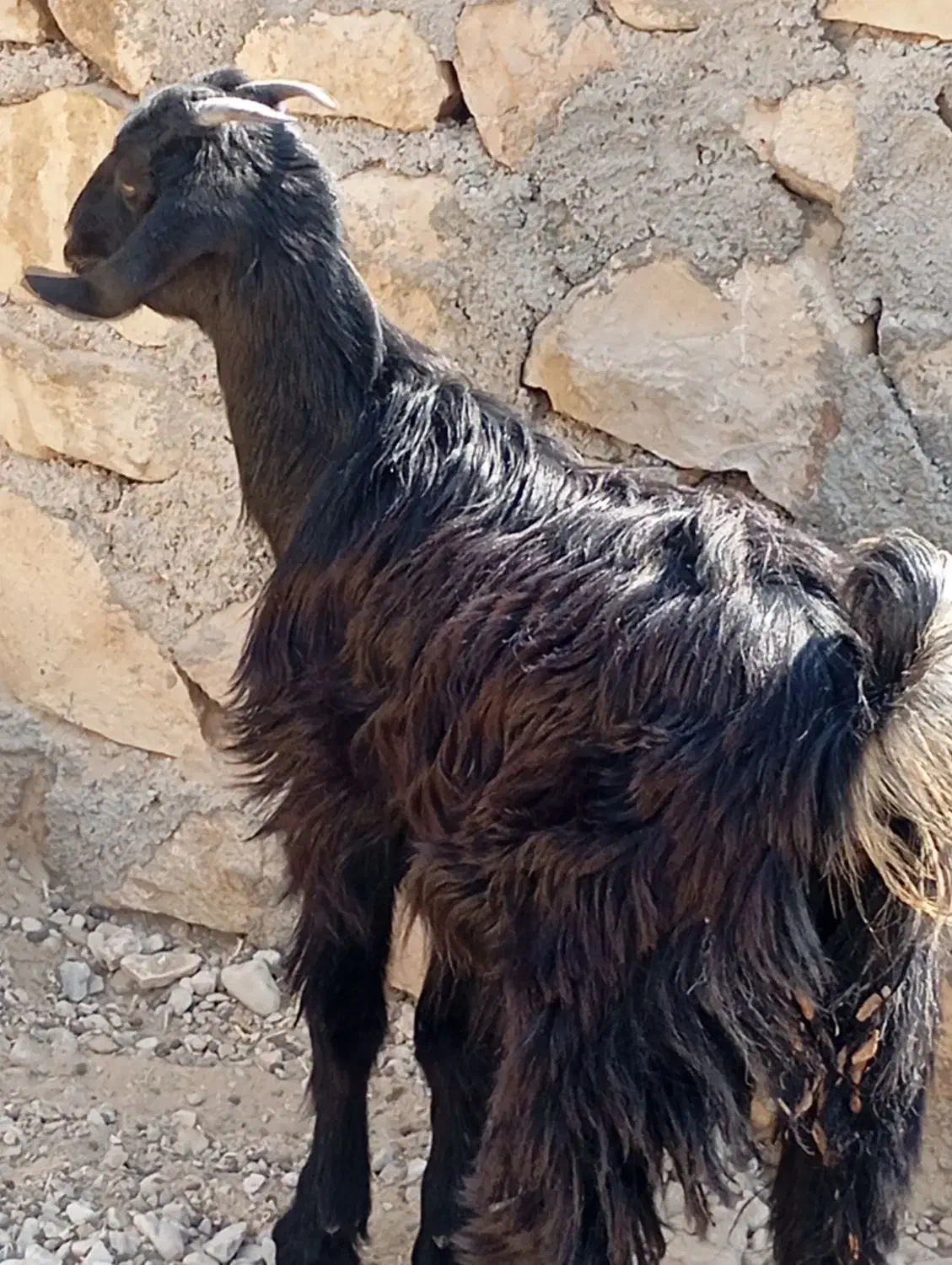 کهره نر وماده|حیوانات مزرعه|اهرم, |دیوار