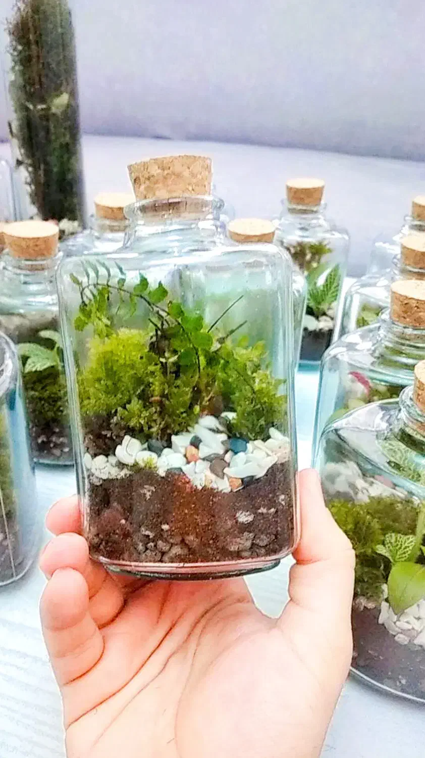 تراریوم گیفت با گل و گیاه طبیعی|گل و گیاه طبیعی|تهران, شهرک ولیعصر شمالی|دیوار