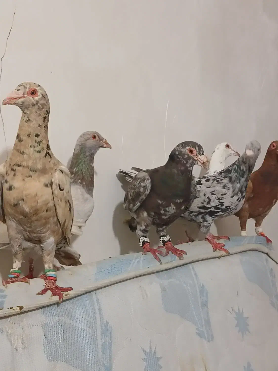 ۱۲ عدد کوهی در رامشیر|پرنده|اهواز, امانیه|دیوار