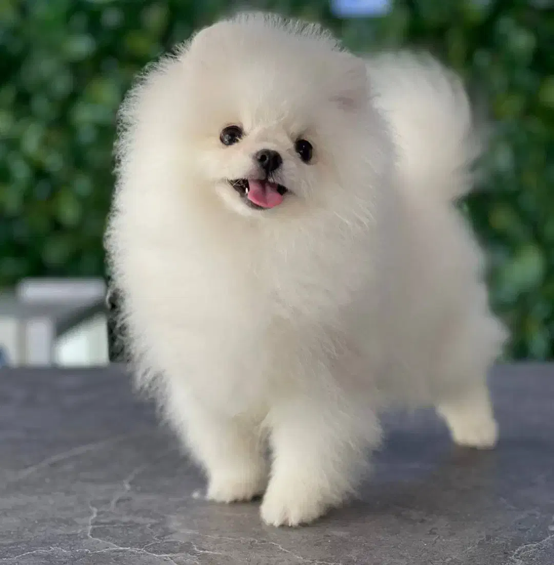 سگ پامر پامرانین|سگ|تهران, سعادت‌آباد|دیوار