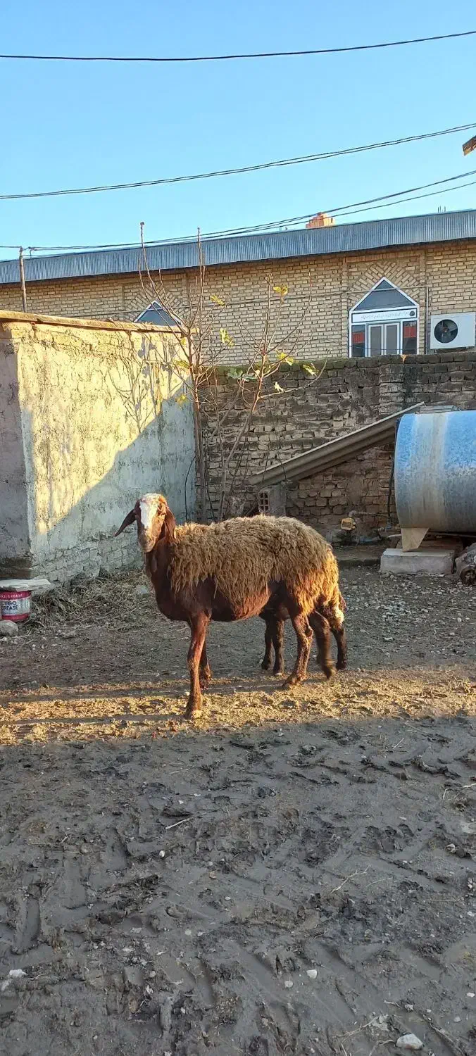 گوسفند بره دار و شیشک|حیوانات مزرعه|گنبد کاووس, |دیوار