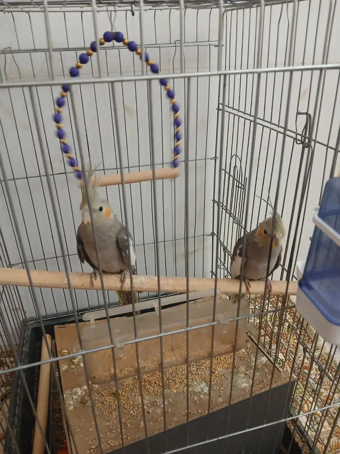 عروس هلندی دو عدد نر و ماده ۵۰ روزه میباشد|پرنده|تهران, دستغیب|دیوار