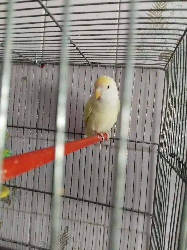 طوطی برزیلی|پرنده|مشگین شهر, |دیوار