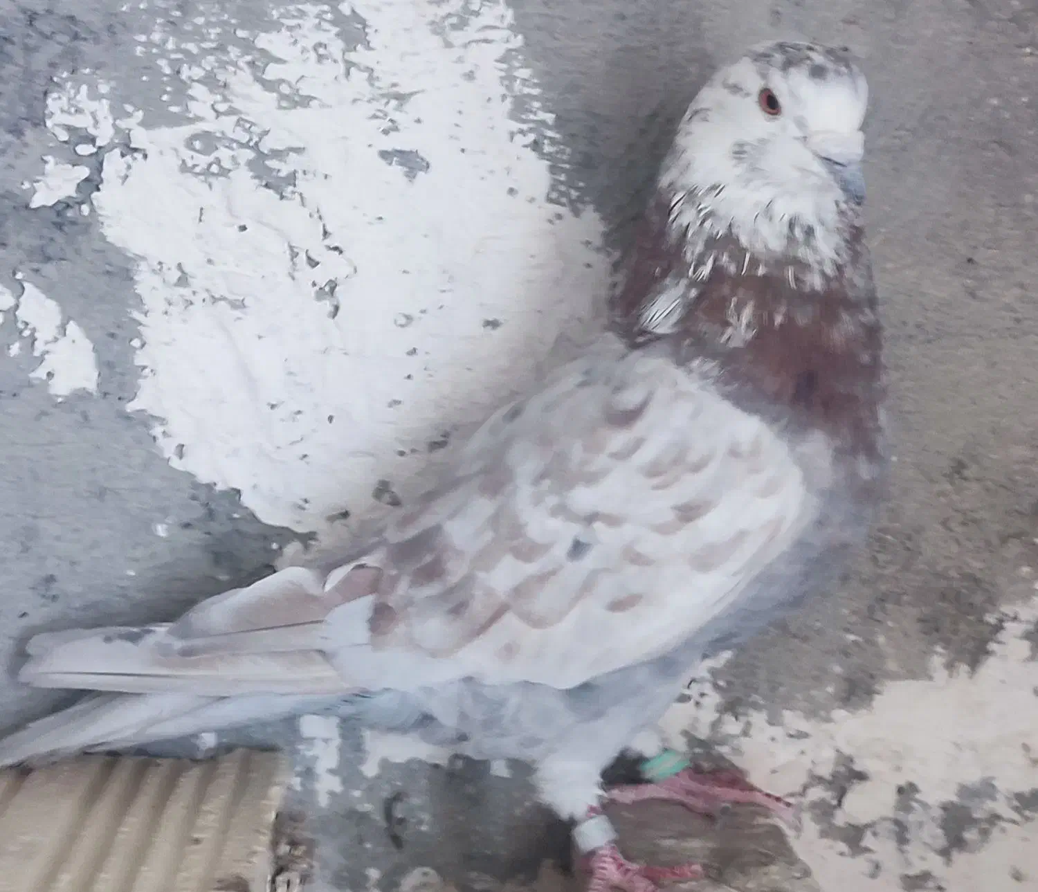 کبوتر های سرحال|پرنده|نقده, |دیوار