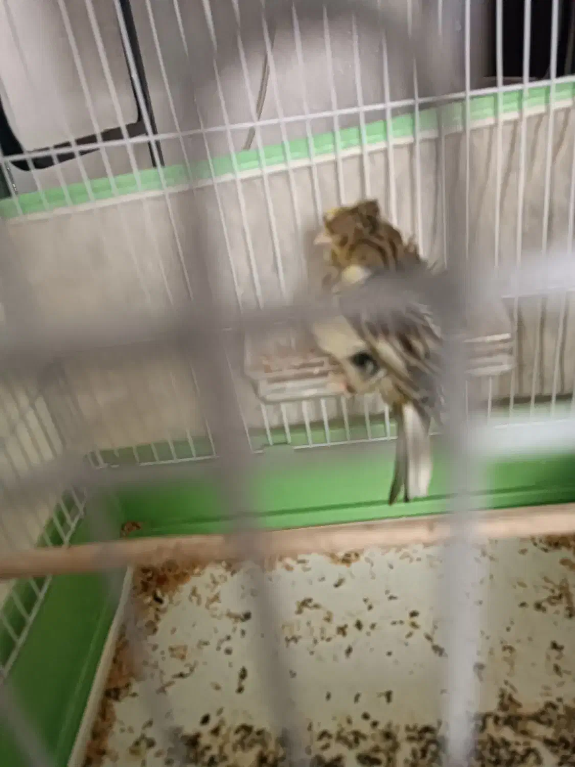 قناری ماده آماده فر کلکسیونی|پرنده|شیراز, احمدآباد|دیوار