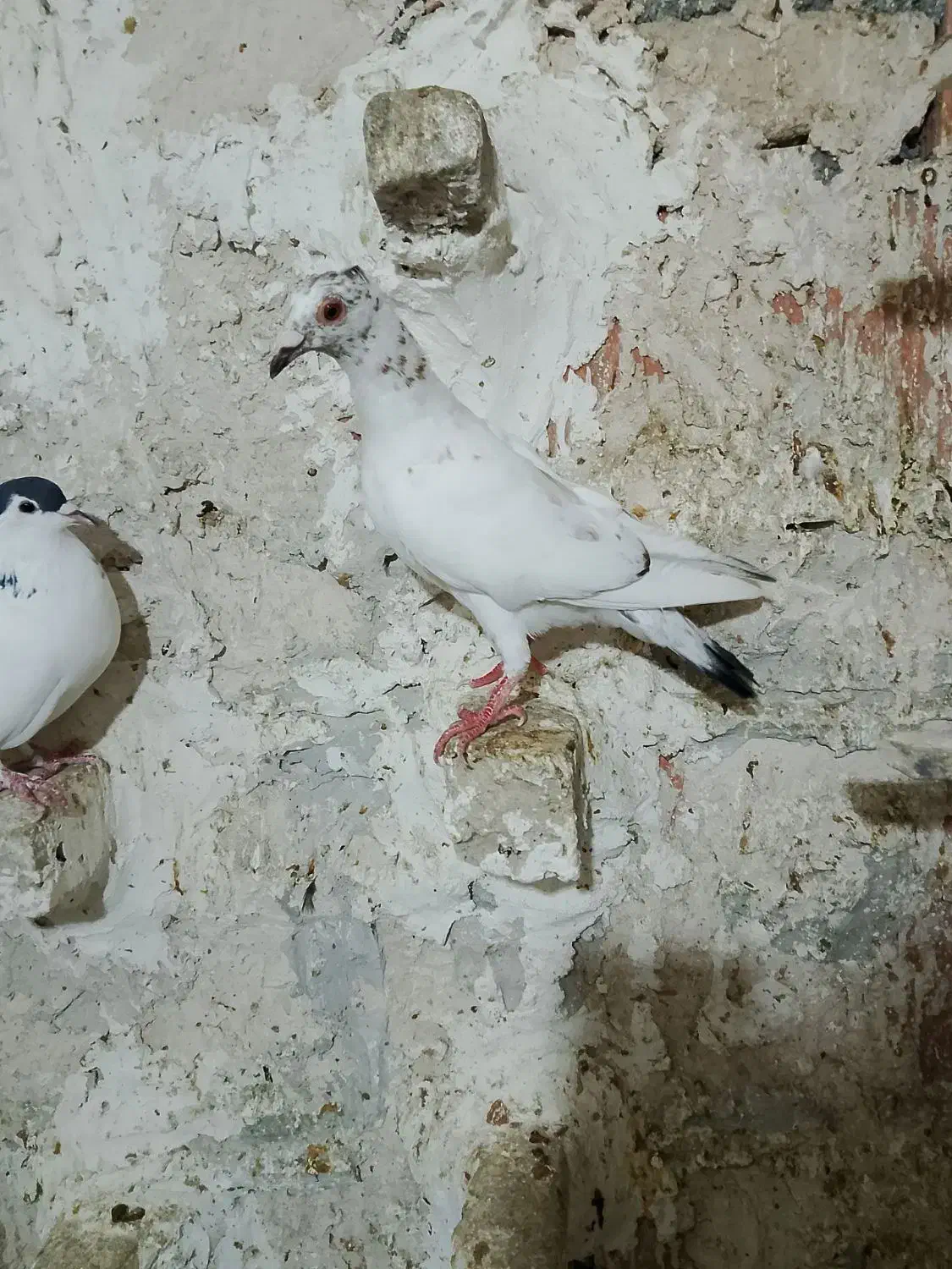 سینه سیاه  سارکاکلی|پرنده|شیروان (خراسان), |دیوار