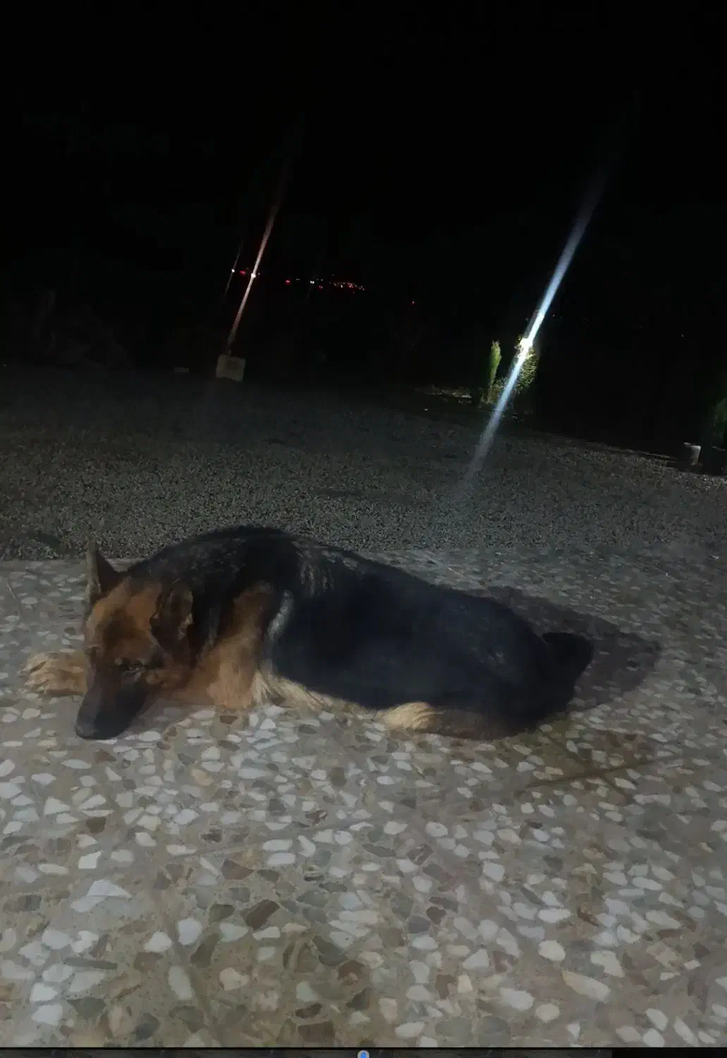 سگ ژرمن ماده|سگ|کرمانشاه, |دیوار