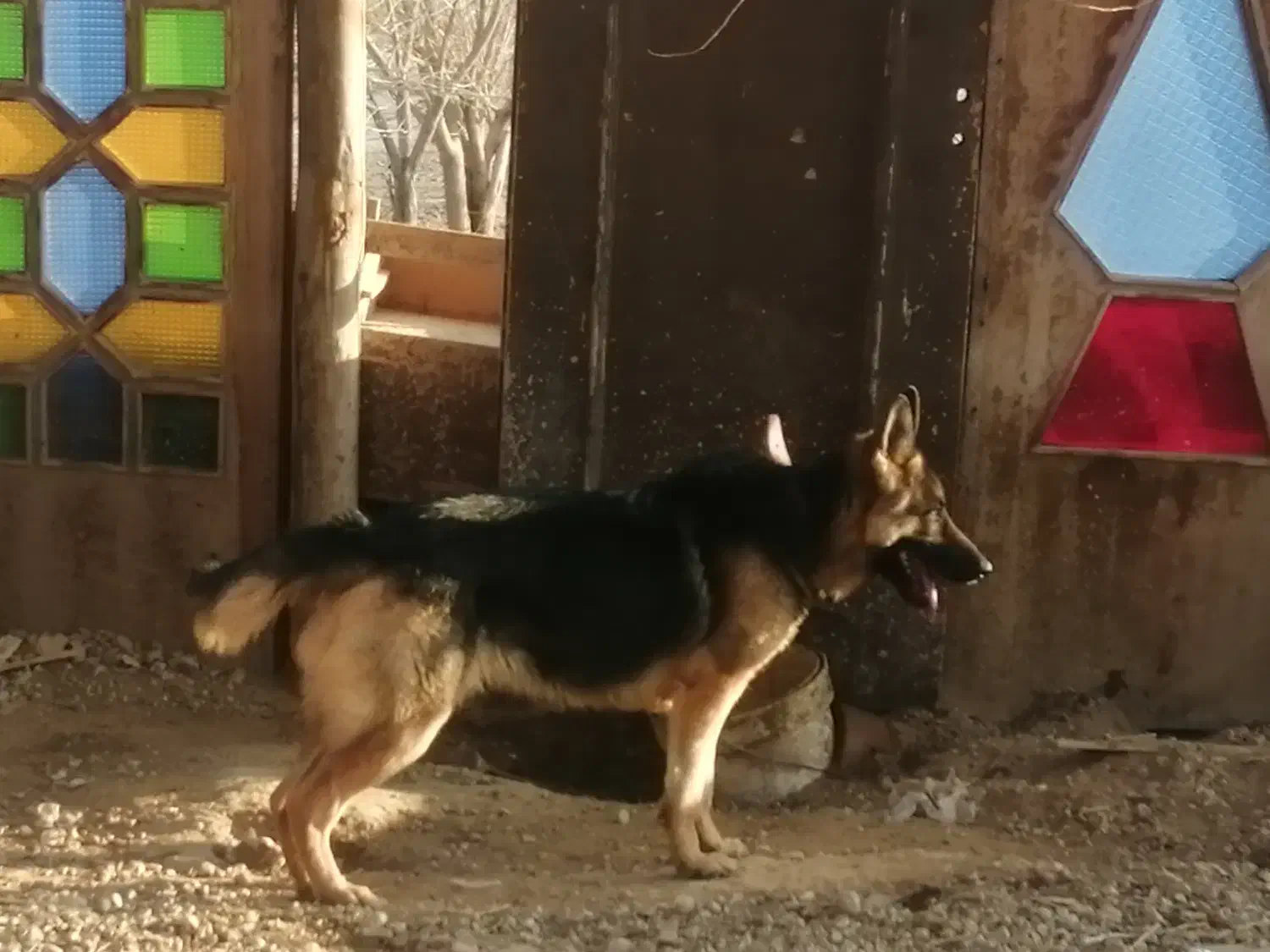 سگ ژرمن ماده|سگ|شهرضا, |دیوار