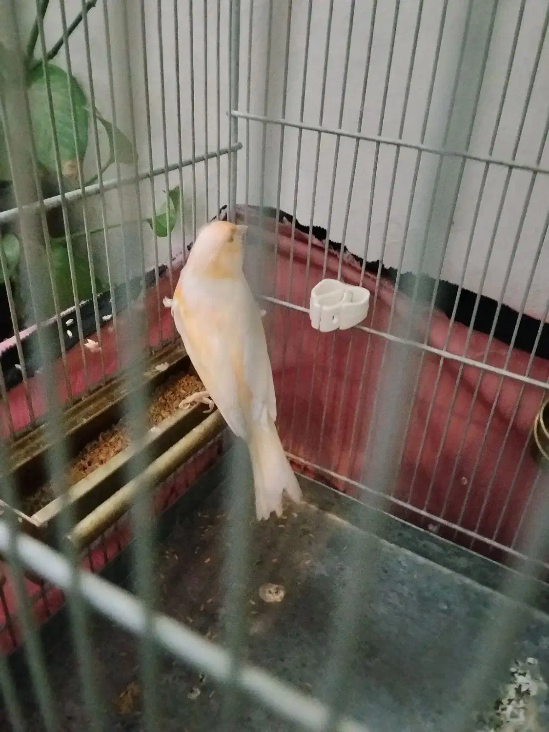 قناری نر|پرنده|ری, تقی آباد|دیوار