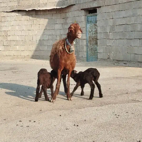 ۳راس میش دوقلوزا (هترو)|حیوانات مزرعه|شوشتر, |دیوار