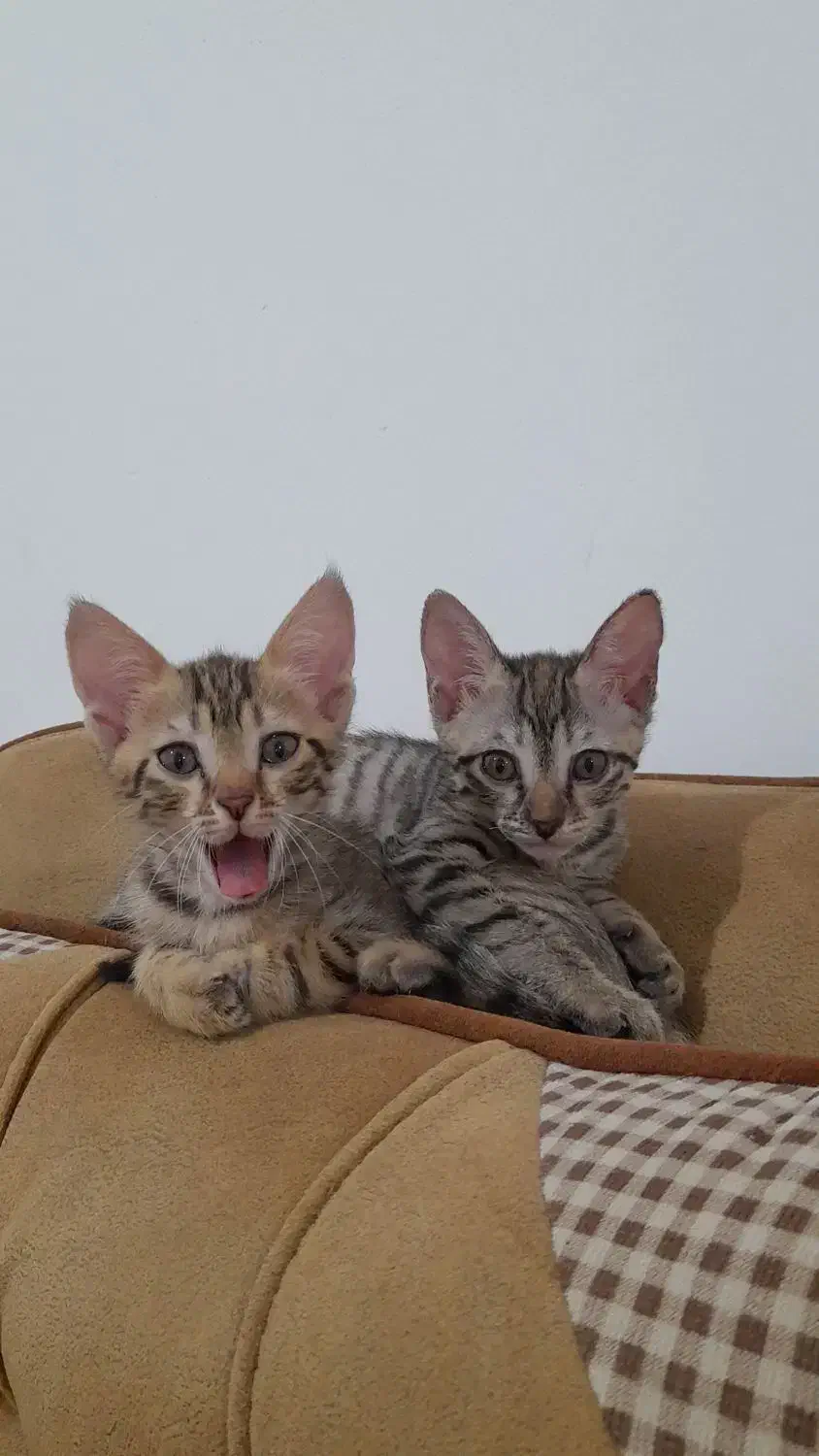 واگذاری دوتا بچه گربه ماده ۳ماهه|گربه|تالش, هشتپر|دیوار