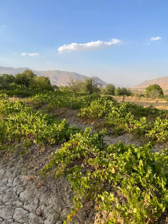 فروش زمین ۳۰۰ متری|فروش زمین و ملک کلنگی|شازند, |دیوار