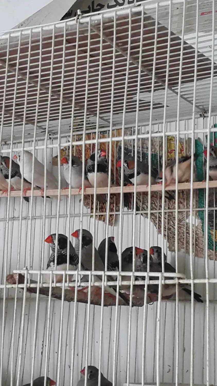 فروش زبرا.بنگالی.نرگسی.برزیلی.عروس هلندی|پرنده|بجنورد, |دیوار