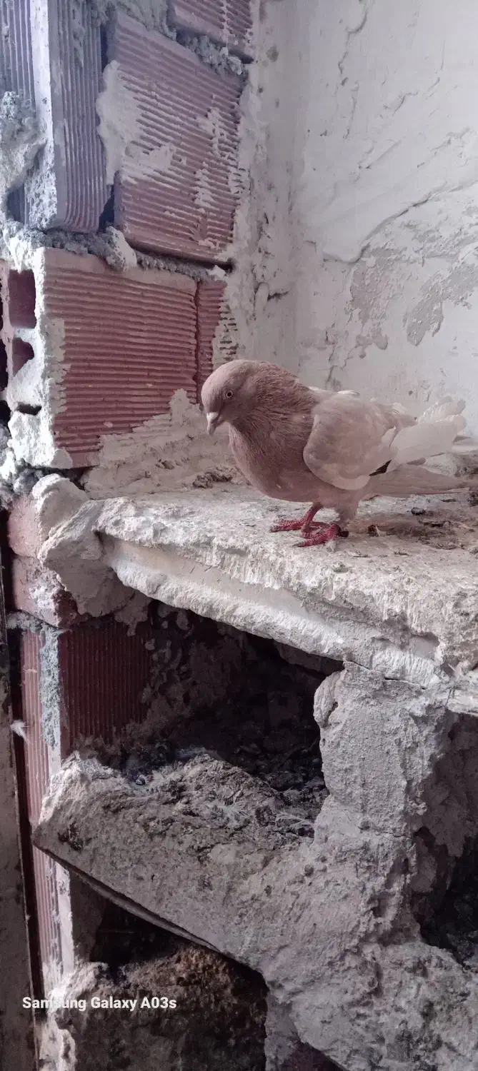 کفتر|پرنده|اردبیل, |دیوار