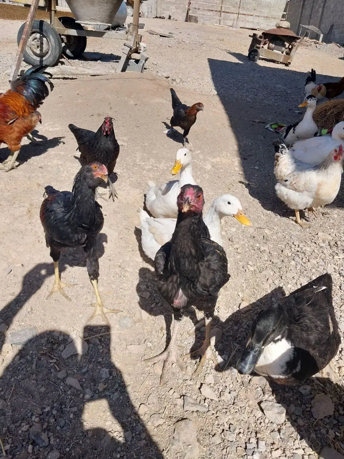 فروش خروس بجه لاری|حیوانات مزرعه|ترکمانچای, |دیوار