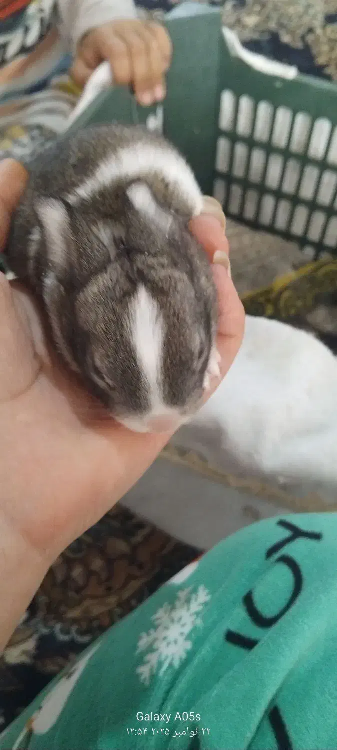 بچه خرگوش کوچولو گوگولی|موش و خرگوش|تربت جام, مطهری|دیوار