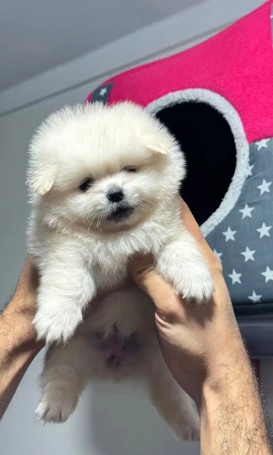 نژاد کوچک خانگی ژورنالی شیتزو و pamerپاممر خرسی و|سگ|تهران, سعادت‌آباد|دیوار