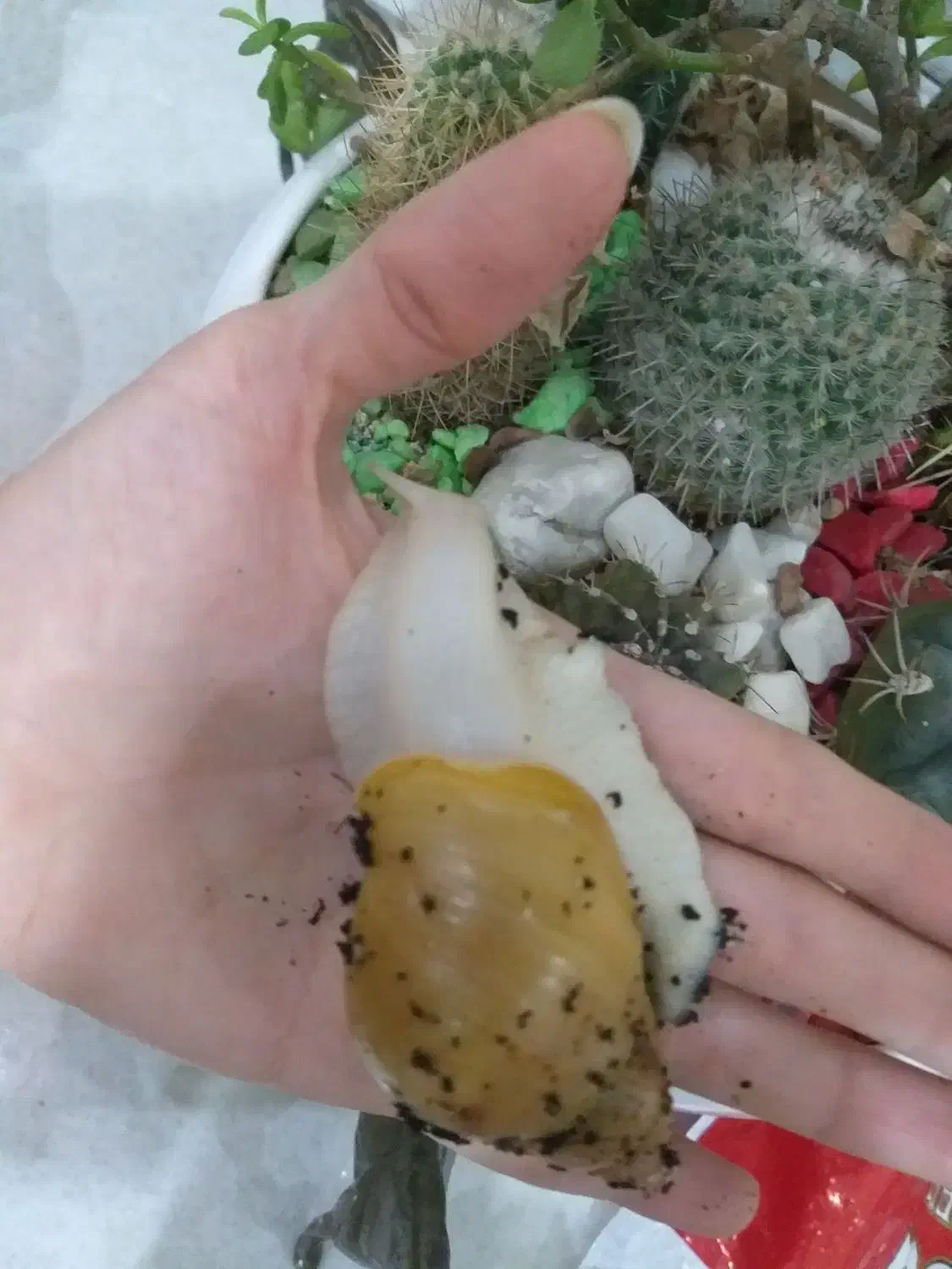 حلزون.پت خانگی|خزنده|قرچک, مهدیه|دیوار