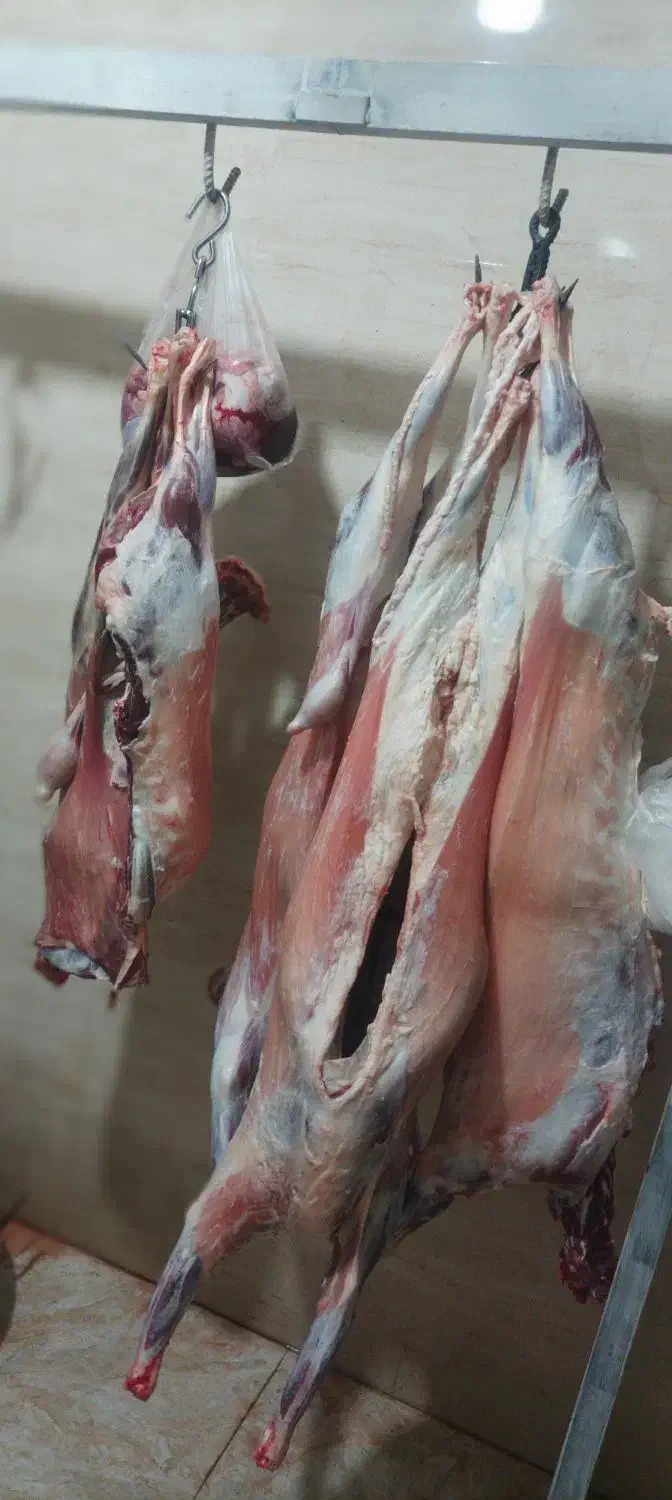 قصابیگوسفندی650|خوردنی و آشامیدنی|مریوان, |دیوار