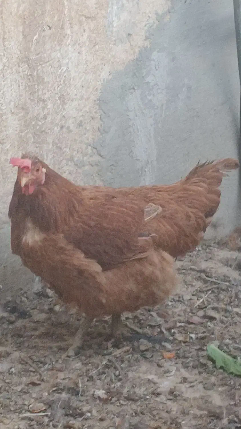 مرغ رسمی و خروس|حیوانات مزرعه|قم, شهرک امام حسین|دیوار