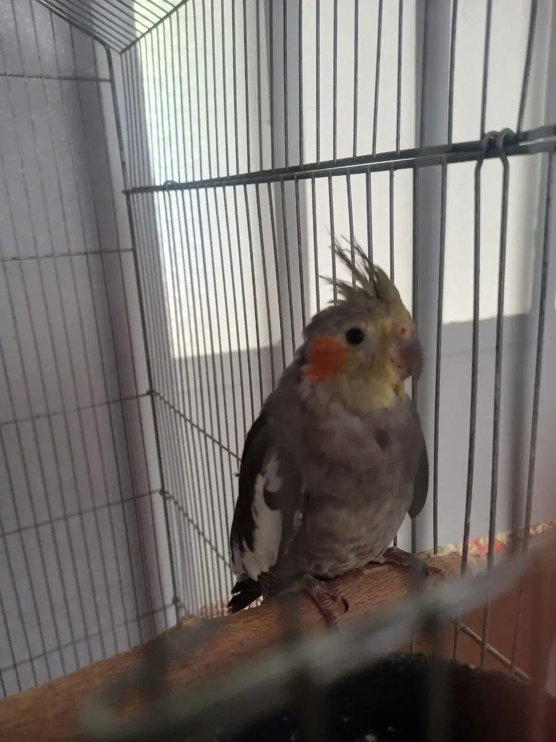 عروس هلندی|پرنده|یزد, |دیوار