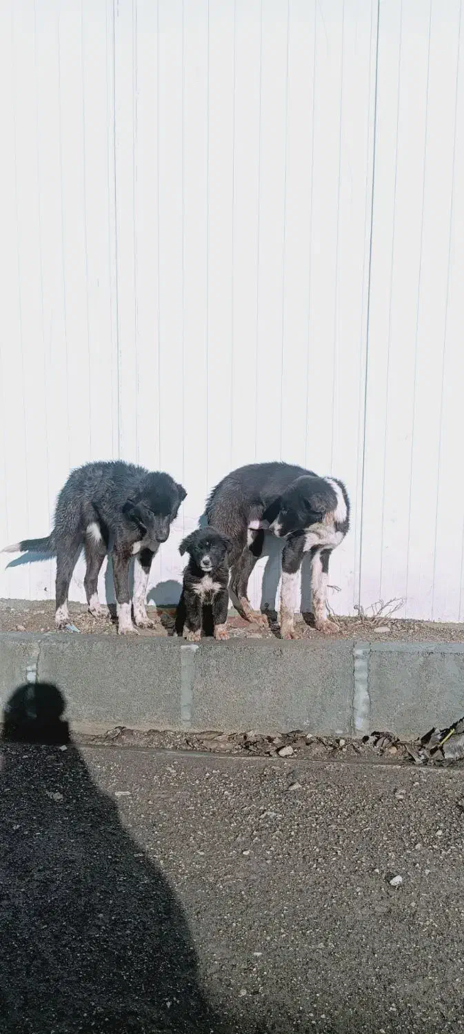 سگ قدرجانی|سگ|سرپل ذهاب, |دیوار