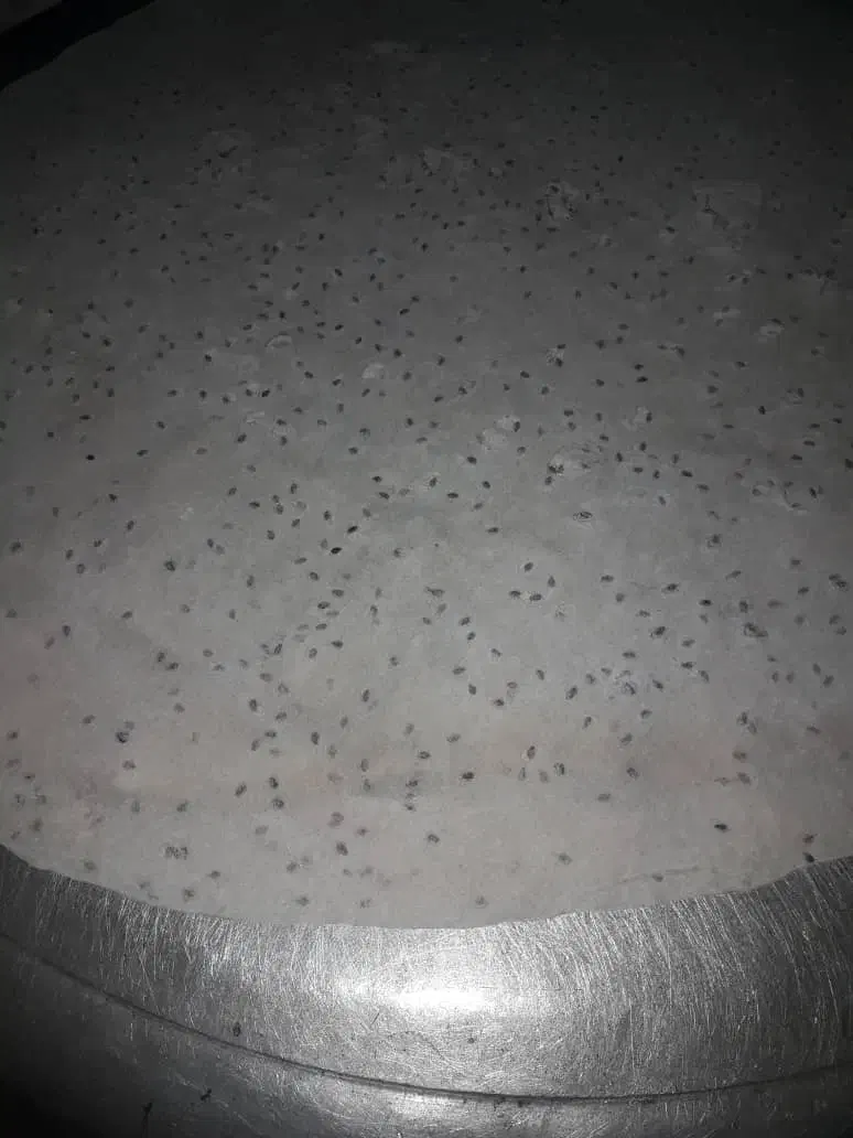 نان کنجدی|خوردنی و آشامیدنی|یاسوج, |دیوار