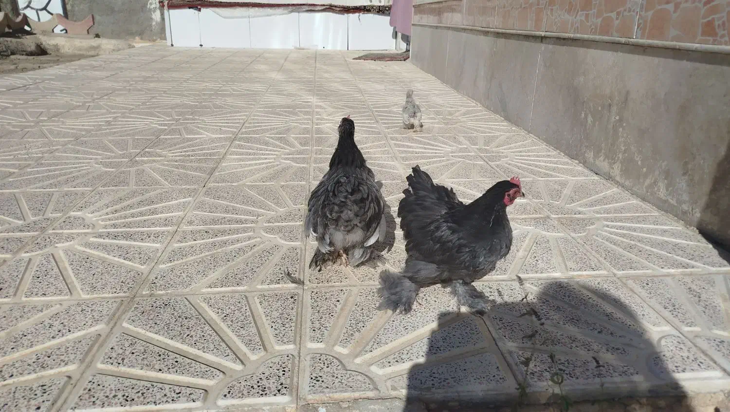 مرغ و خروس تزیینی و تخمی|حیوانات مزرعه|جلگه رخ, |دیوار