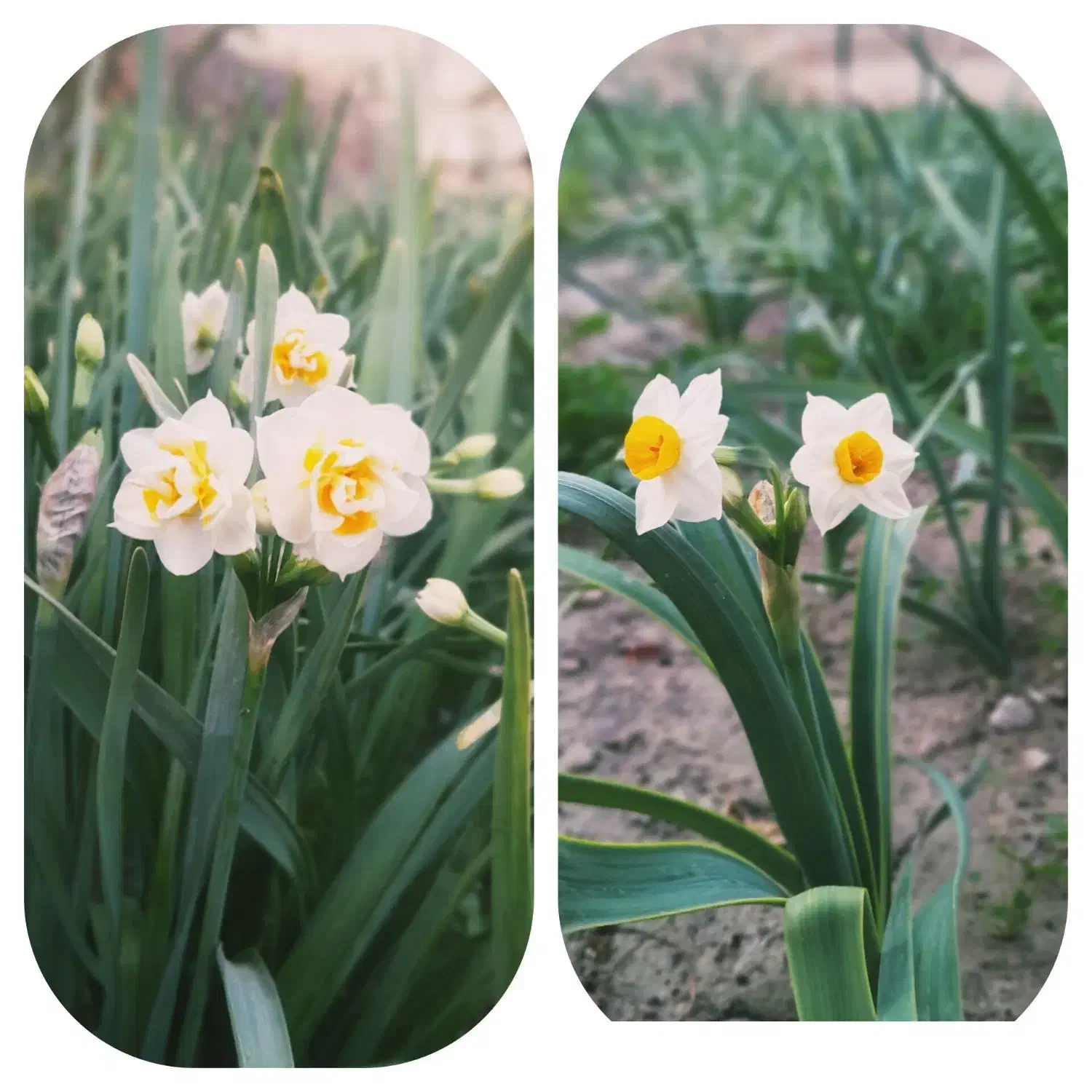 گل نرگس|گل و گیاه طبیعی|ارم, |دیوار