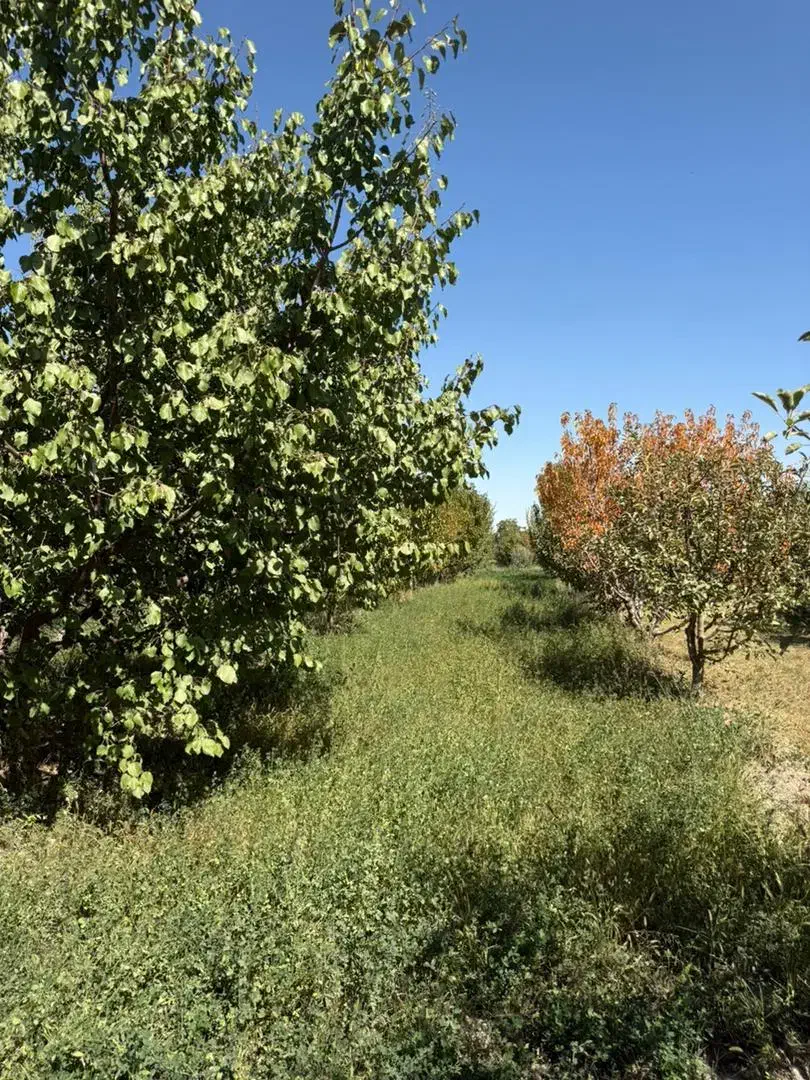 باغ سیب چهار دیواری ویلایی نیمه کاره/معاوضه|فروش زمین و ملک کلنگی|ارومیه, |دیوار