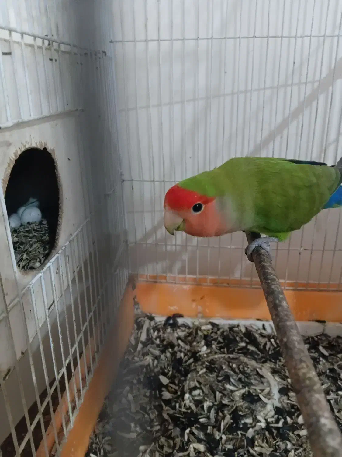 مولد ۱۰۰درصد|اسباب‌بازی بچه|مشگین شهر, |دیوار