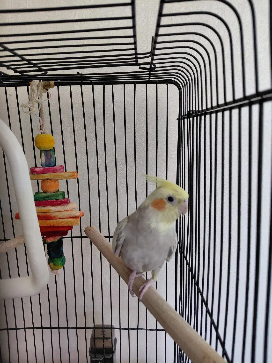 عروس هلندی پاستیل فیس ایزابلا|پرنده|میاندوآب, |دیوار