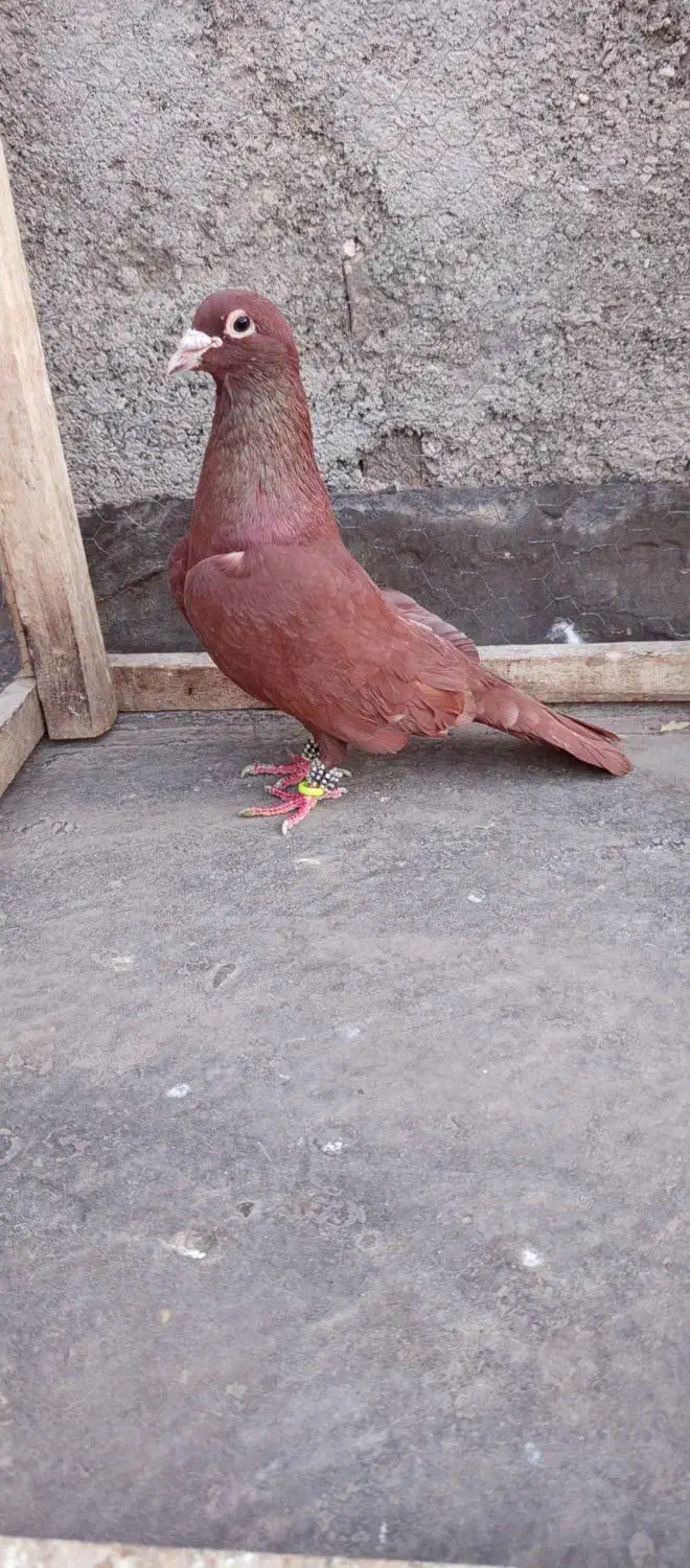 یک نر سرخ کرمونی عتیقه باب دل جوجه کشی و هوا|پرنده|تربتحیدریه, داروپخش|دیوار