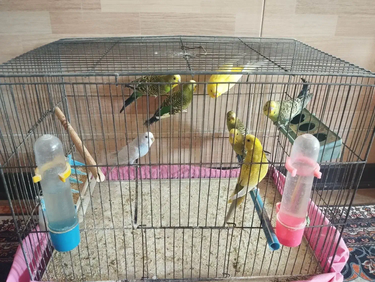 مرغ عشق بالغ|پرنده|شیراز, فضلآباد|دیوار