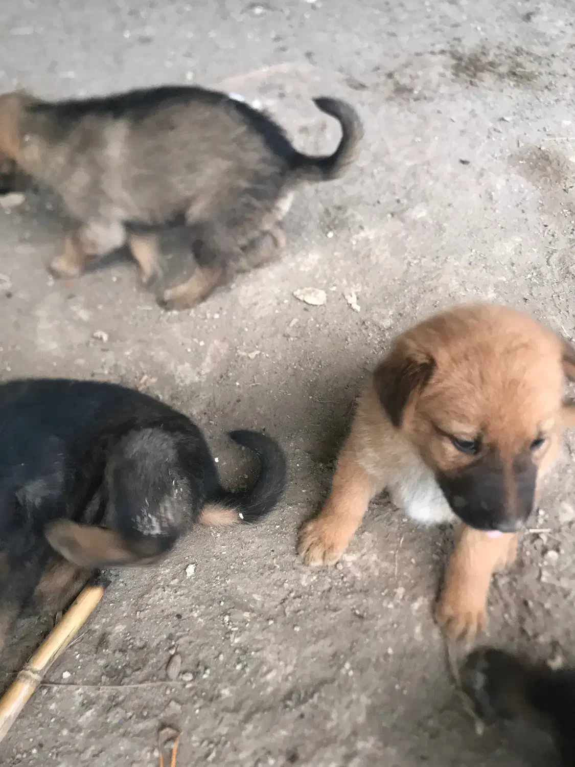 واگذاری توله سگ میکس ژرمن|سگ|رشت, دیلمان|دیوار