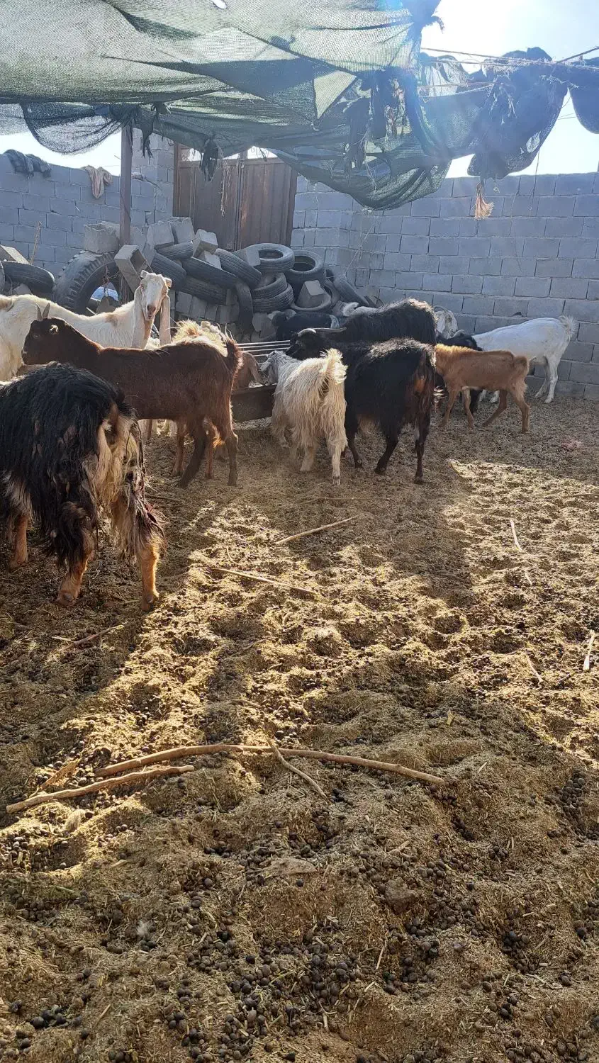 بز ومیش|حیوانات مزرعه|مهریز, |دیوار