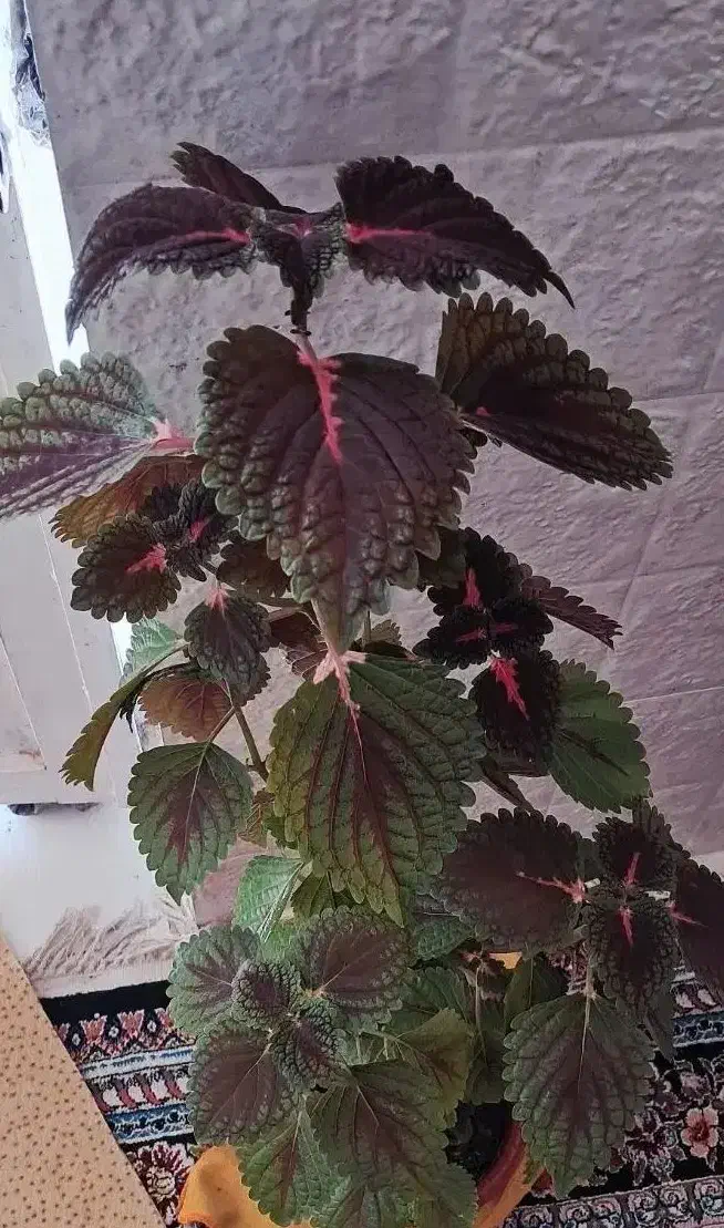 گل حسن یوسف و گل پتوس تازه و یک عدد کیف کرمی نو|کیف، کفش، کمربند|شیراز, گویم|دیوار