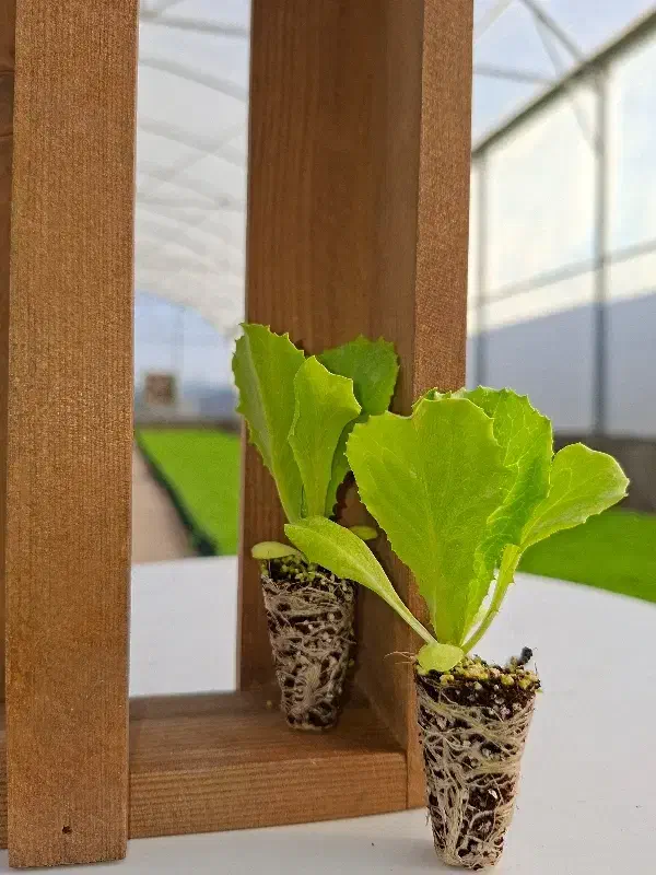 نشا انواع کاهو کلم بادمجان گوجه|گل و گیاه طبیعی|دزفول, |دیوار