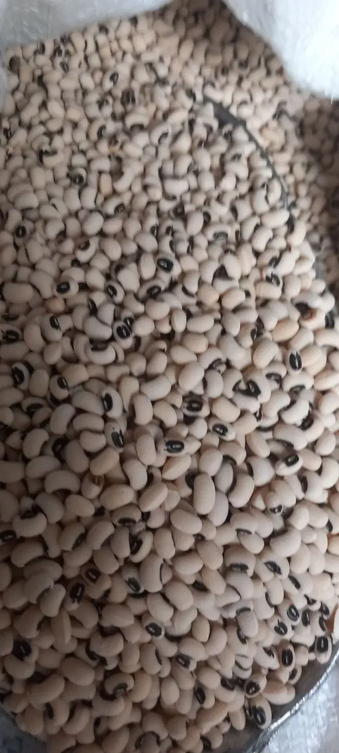 لوبیا چشبلبلی|خوردنی و آشامیدنی|شاهین‌شهر, حافظ جنوبی|دیوار